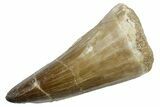Fossil Mosasaur (Mosasaurus) Tooth - Morocco #353197-1